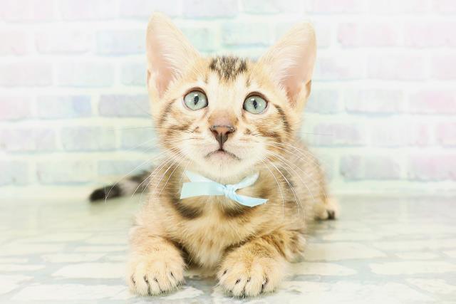 東京都のベンガル (Coo&RIKU足立本店/2026年8月14日生まれ/男の子/ブラウンスポットタビー)の子猫の1枚目の画像