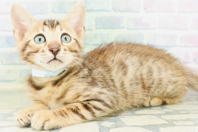 東京都のベンガル (Coo&RIKU足立本店/2026年8月14日生まれ/男の子/ブラウンスポットタビー)の子猫の2枚目の画像
