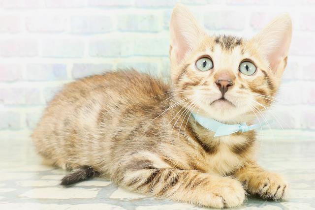 東京都のベンガル (Coo&RIKU足立本店/2026年8月14日生まれ/男の子/ブラウンスポットタビー)の子猫の3枚目の画像