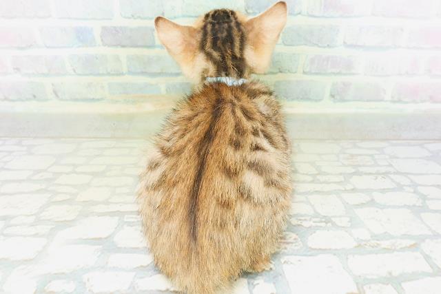 東京都のベンガル (Coo&RIKU足立本店/2026年8月14日生まれ/男の子/ブラウンスポットタビー)の子猫の4枚目の画像