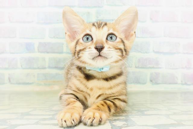 神奈川県のベンガル (Coo&RIKU日吉店/2026年8月14日生まれ/男の子/ブラウンスポットタビー)の子猫の1枚目の画像