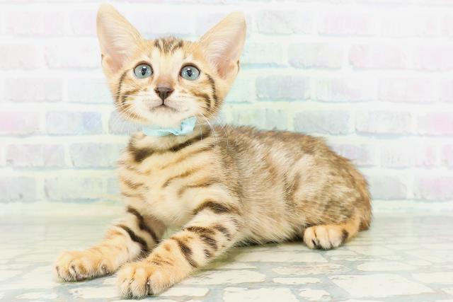 神奈川県のベンガル (Coo&RIKU日吉店/2026年8月14日生まれ/男の子/ブラウンスポットタビー)の子猫の2枚目の画像