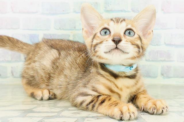 神奈川県のベンガル (Coo&RIKU日吉店/2026年8月14日生まれ/男の子/ブラウンスポットタビー)の子猫の3枚目の画像