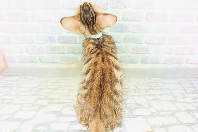 神奈川県のベンガル (Coo&RIKU日吉店/2026年8月14日生まれ/男の子/ブラウンスポットタビー)の子猫の4枚目の画像