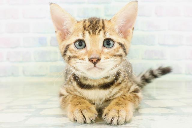 東京都のベンガル (Coo&RIKU東久留米店/2026年8月18日生まれ/男の子/ブラウンスポットタビー)の子猫の1枚目の画像