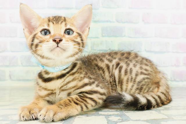 東京都のベンガル (Coo&RIKU東久留米店/2026年8月18日生まれ/男の子/ブラウンスポットタビー)の子猫の2枚目の画像