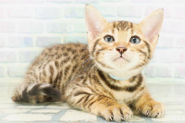 東京都のベンガル (Coo&RIKU東久留米店/2026年8月18日生まれ/男の子/ブラウンスポットタビー)の子猫の3枚目の画像