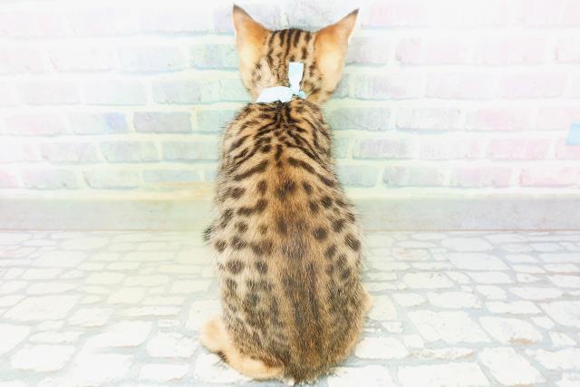 東京都のベンガル (Coo&RIKU東久留米店/2026年8月18日生まれ/男の子/ブラウンスポットタビー)の子猫の4枚目の画像