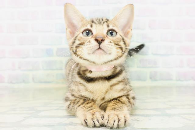 東京都のベンガル (Coo&RIKU三軒茶屋店/2026年8月18日生まれ/女の子/ブラウンスポットタビー)の子猫の1枚目の画像