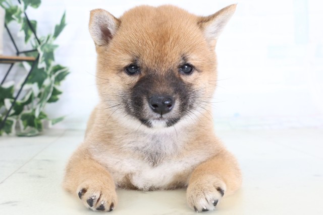 福岡県の豆柴 (Coo&RIKU小倉店/2026年8月17日生まれ/女の子/赤)の子犬の1枚目の画像