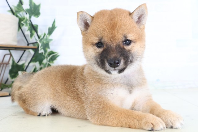 福岡県の豆柴 (Coo&RIKU小倉店/2026年8月17日生まれ/女の子/赤)の子犬の2枚目の画像