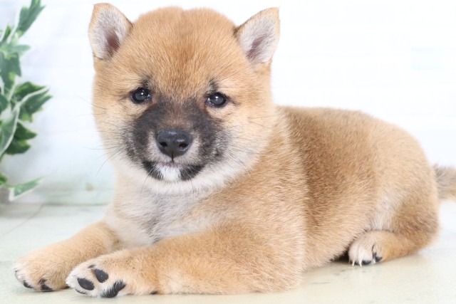 福岡県の豆柴 (Coo&RIKU小倉店/2026年8月17日生まれ/女の子/赤)の子犬の3枚目の画像