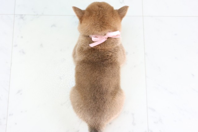 福岡県の豆柴 (Coo&RIKU小倉店/2026年8月17日生まれ/女の子/赤)の子犬の4枚目の画像