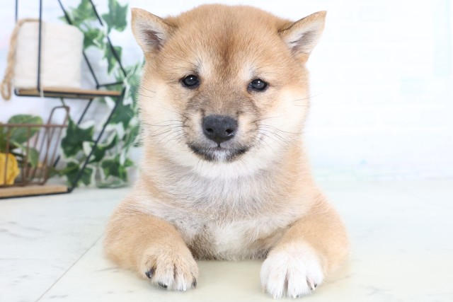 福岡県の豆柴 (Coo&RIKU黒崎店/2026年8月17日生まれ/女の子/赤)の子犬の1枚目の画像