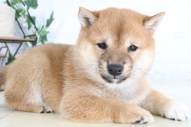福岡県の豆柴 (Coo&RIKU黒崎店/2026年8月17日生まれ/女の子/赤)の子犬の2枚目の画像