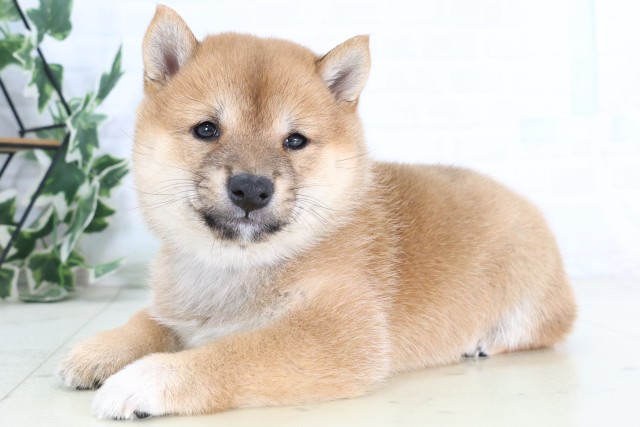 福岡県の豆柴 (Coo&RIKU黒崎店/2026年8月17日生まれ/女の子/赤)の子犬の3枚目の画像