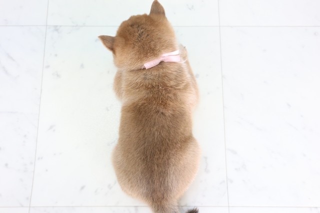 福岡県の豆柴 (Coo&RIKU黒崎店/2026年8月17日生まれ/女の子/赤)の子犬の4枚目の画像