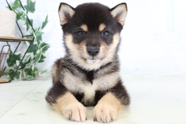 福岡県の豆柴 (Coo&RIKU福岡西店/2026年8月17日生まれ/男の子/黒)の子犬の1枚目の画像