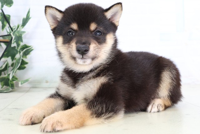 福岡県の豆柴 (Coo&RIKU福岡西店/2026年8月17日生まれ/男の子/黒)の子犬の3枚目の画像