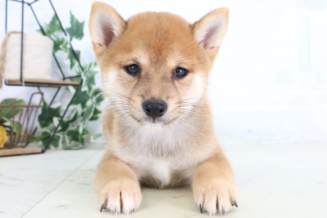 鹿児島県の豆柴 (Coo&RIKU鹿児島店/2026年8月17日生まれ/男の子/赤)の子犬の1枚目の画像