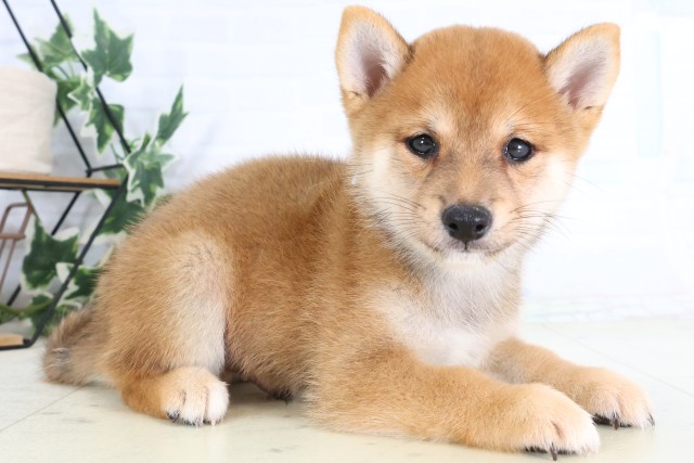 鹿児島県の豆柴 (Coo&RIKU鹿児島店/2026年8月17日生まれ/男の子/赤)の子犬の2枚目の画像