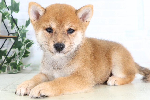 鹿児島県の豆柴 (Coo&RIKU鹿児島店/2026年8月17日生まれ/男の子/赤)の子犬の3枚目の画像