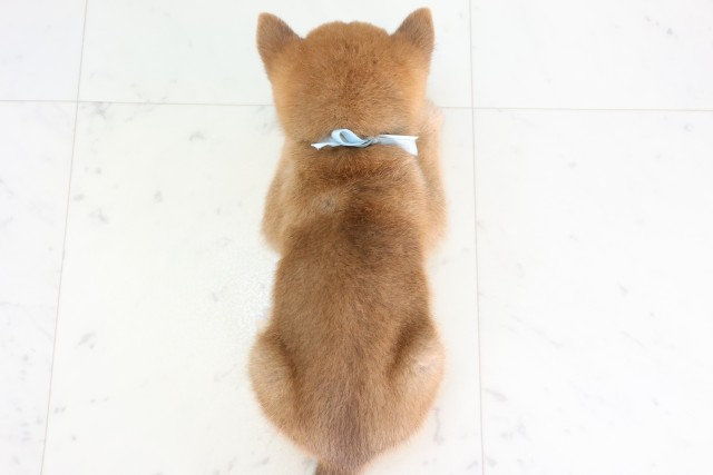 鹿児島県の豆柴 (Coo&RIKU鹿児島店/2026年8月17日生まれ/男の子/赤)の子犬の4枚目の画像
