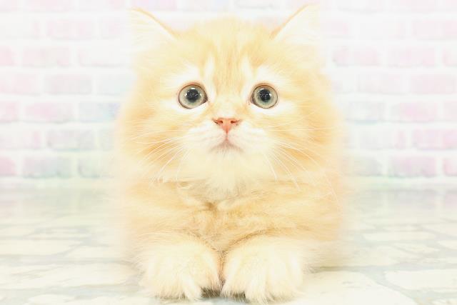 神奈川県のラガマフィン (Coo&RIKU小田原店/2026年8月3日生まれ/男の子/レッドタビー)の子猫の1枚目の画像