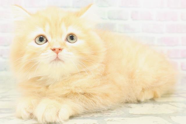 神奈川県のラガマフィン (Coo&RIKU小田原店/2026年8月3日生まれ/男の子/レッドタビー)の子猫の2枚目の画像