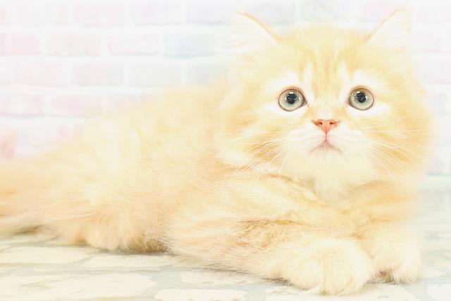 神奈川県のラガマフィン (Coo&RIKU小田原店/2026年8月3日生まれ/男の子/レッドタビー)の子猫の3枚目の画像