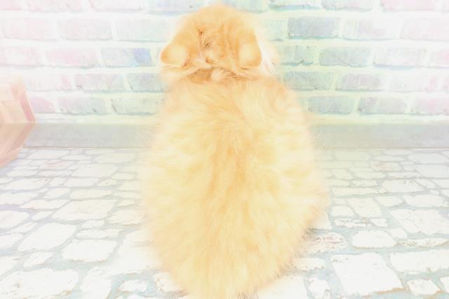 神奈川県のラガマフィン (Coo&RIKU小田原店/2026年8月3日生まれ/男の子/レッドタビー)の子猫の4枚目の画像