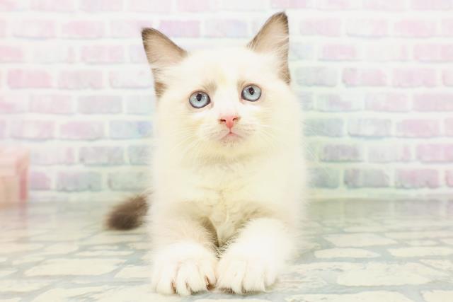 ラグドール