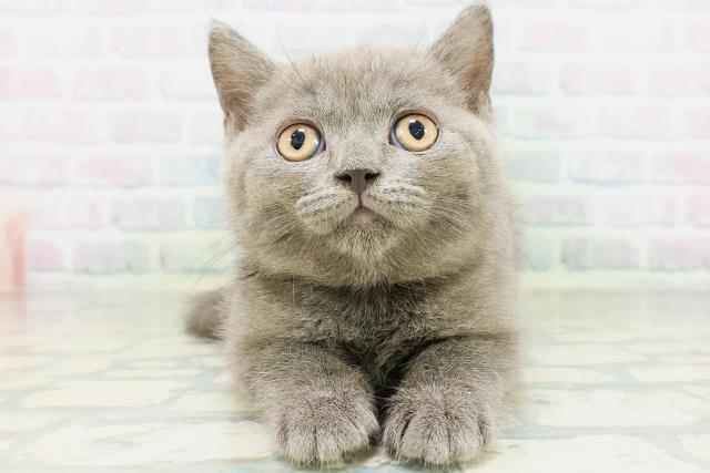 ブリティッシュショートヘアー