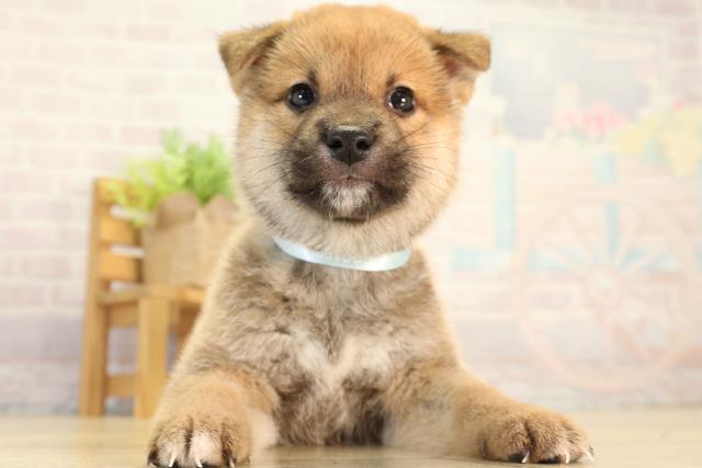柴犬