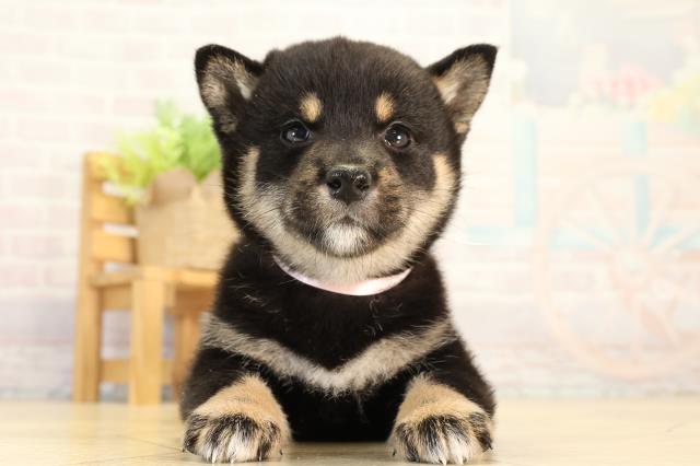 柴犬