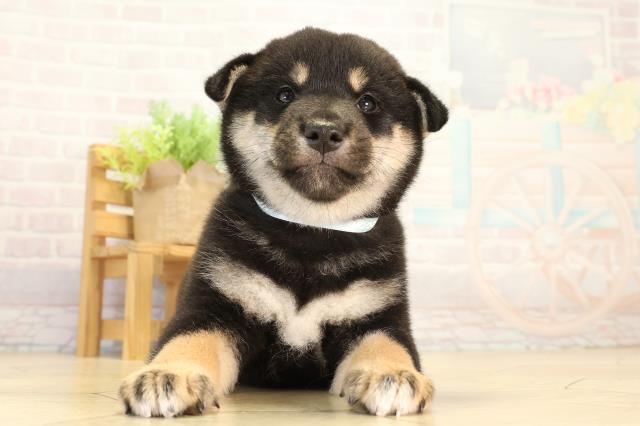 柴犬