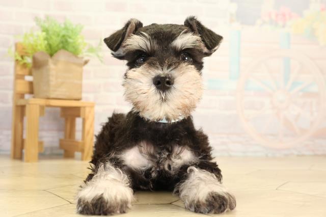 ミニチュア・シュナウザー