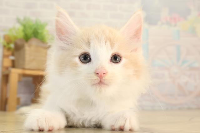 静岡県のノルウェージャンフォレストキャット (Coo&RIKU沼津店/2026年8月17日生まれ/男の子/クリームタビーホワイト)の子猫の1枚目の画像