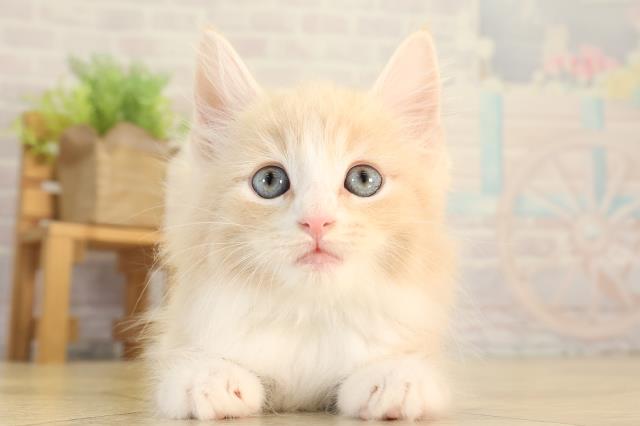 岐阜県のノルウェージャンフォレストキャット (Coo&RIKU岐阜店/2026年8月17日生まれ/男の子/クリームタビーホワイト)の子猫の1枚目の画像