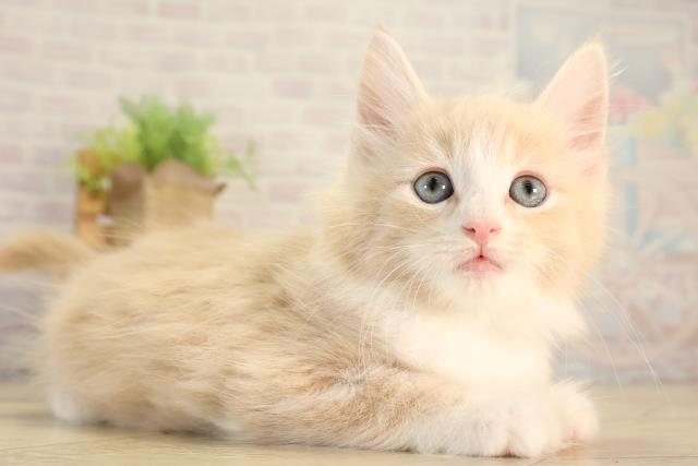 岐阜県のノルウェージャンフォレストキャット (Coo&RIKU岐阜店/2026年8月17日生まれ/男の子/クリームタビーホワイト)の子猫の2枚目の画像