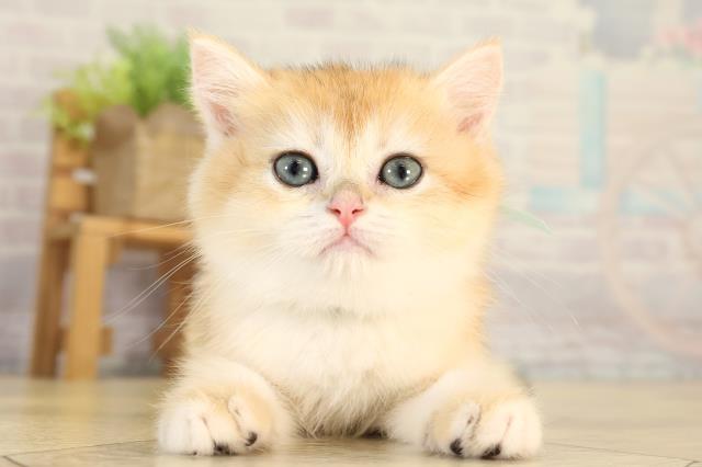 ブリティッシュショートヘアー