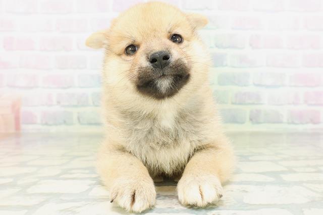 柴犬