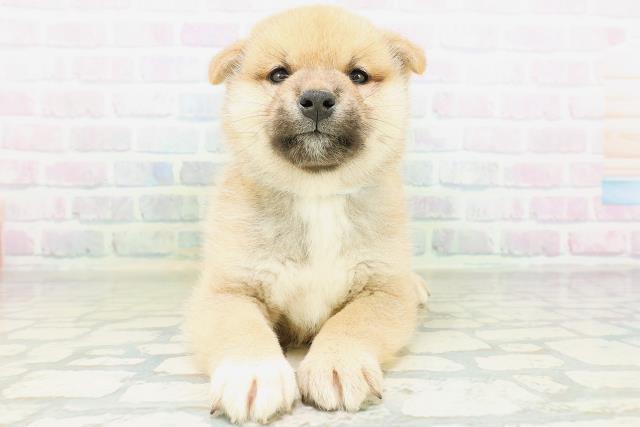 柴犬