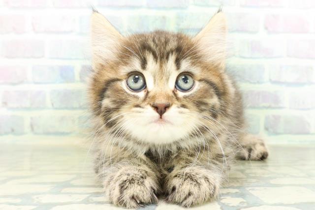 栃木県のサイベリアン (Coo&RIKU小山店/2026年8月19日生まれ/男の子/ブラウンタビー)の子猫の1枚目の画像