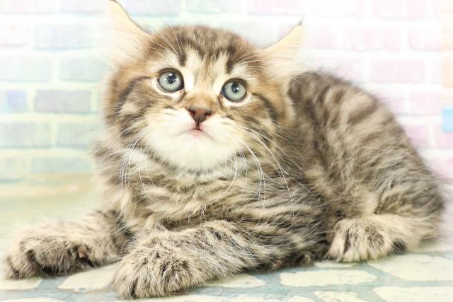 栃木県のサイベリアン (Coo&RIKU小山店/2026年8月19日生まれ/男の子/ブラウンタビー)の子猫の2枚目の画像