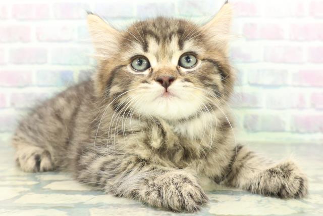 栃木県のサイベリアン (Coo&RIKU小山店/2026年8月19日生まれ/男の子/ブラウンタビー)の子猫の3枚目の画像