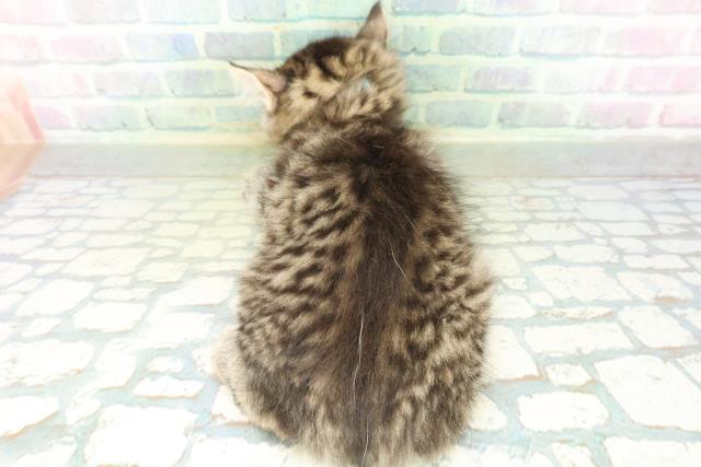 栃木県のサイベリアン (Coo&RIKU小山店/2026年8月19日生まれ/男の子/ブラウンタビー)の子猫の4枚目の画像