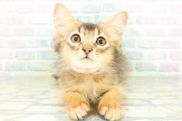 東京都のソマリ (Coo&RIKU池袋西口店/2026年7月26日生まれ/男の子/レッド)の子猫の1枚目の画像
