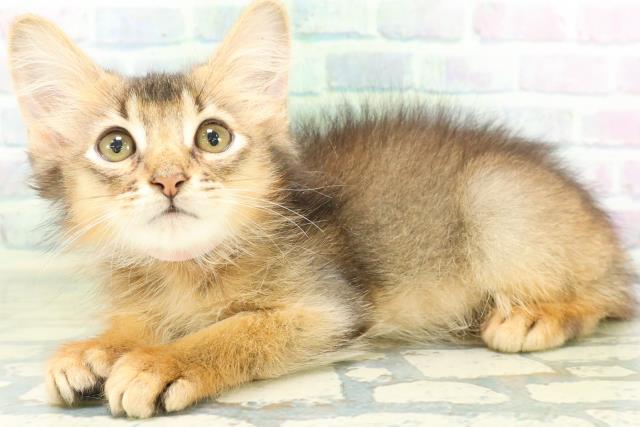 東京都のソマリ (Coo&RIKU池袋西口店/2026年7月26日生まれ/男の子/レッド)の子猫の2枚目の画像