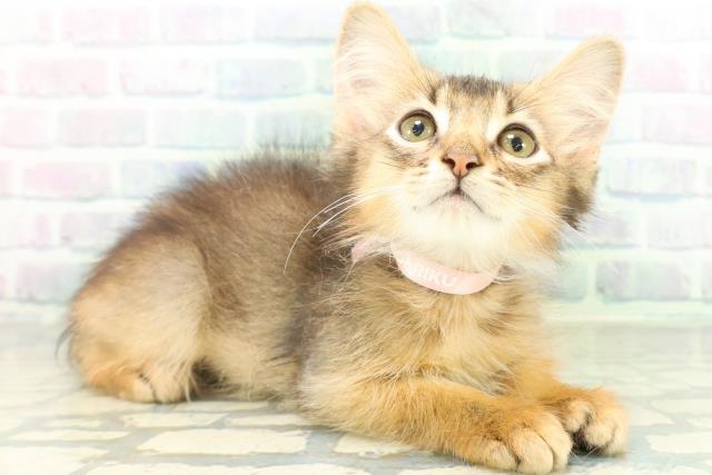 東京都のソマリ (Coo&RIKU池袋西口店/2026年7月26日生まれ/男の子/レッド)の子猫の3枚目の画像